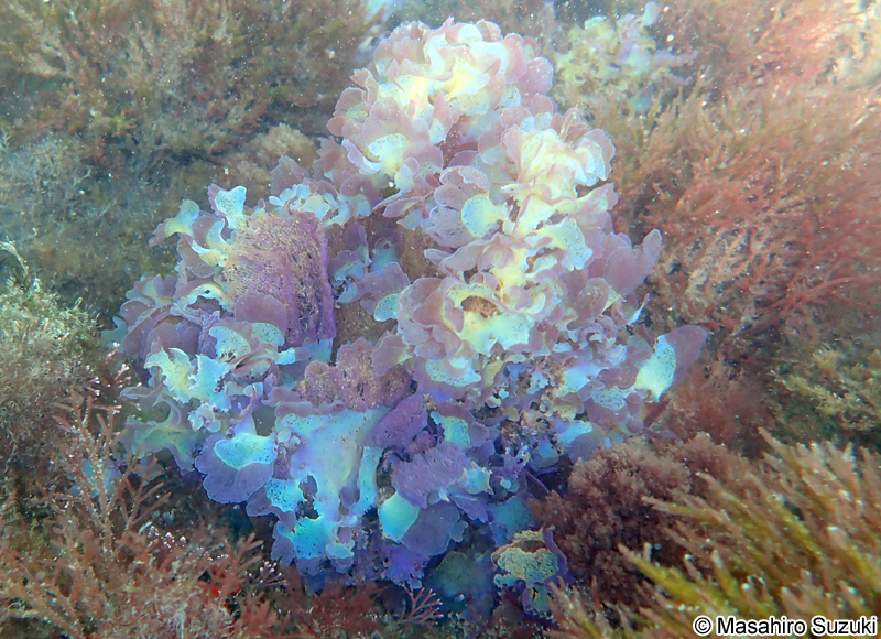 アヤニシキ Martensia jejuensis