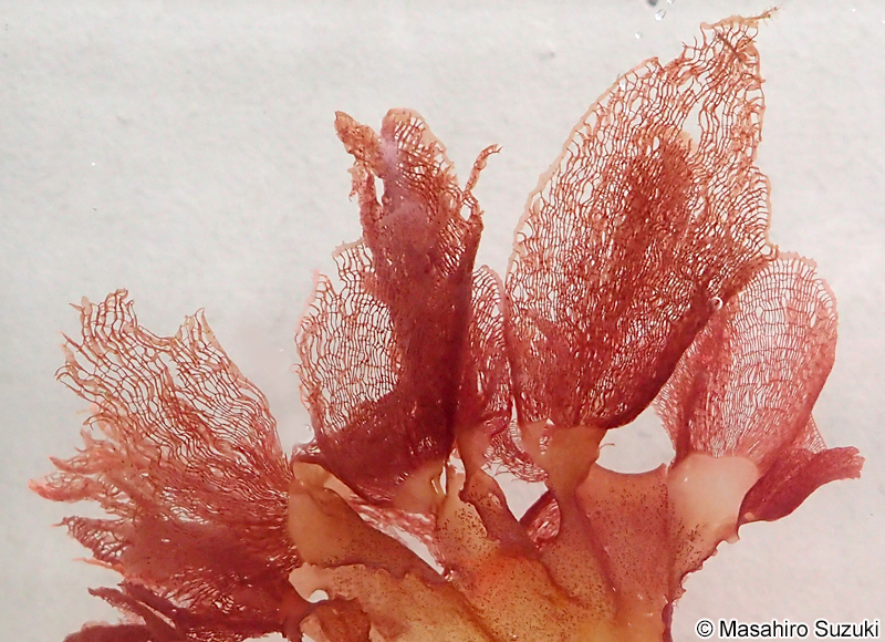 アヤニシキ Martensia jejuensis