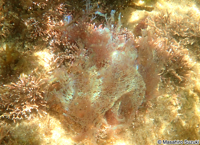 アヤニシキ Martensia jejuensis