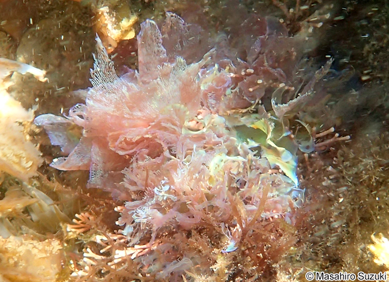 アヤニシキ Martensia jejuensis