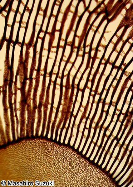 アヤニシキ Martensia jejuensis