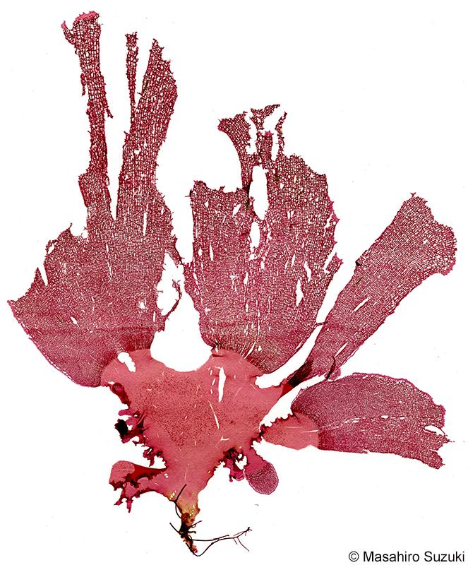 アヤニシキ Martensia jejuensis