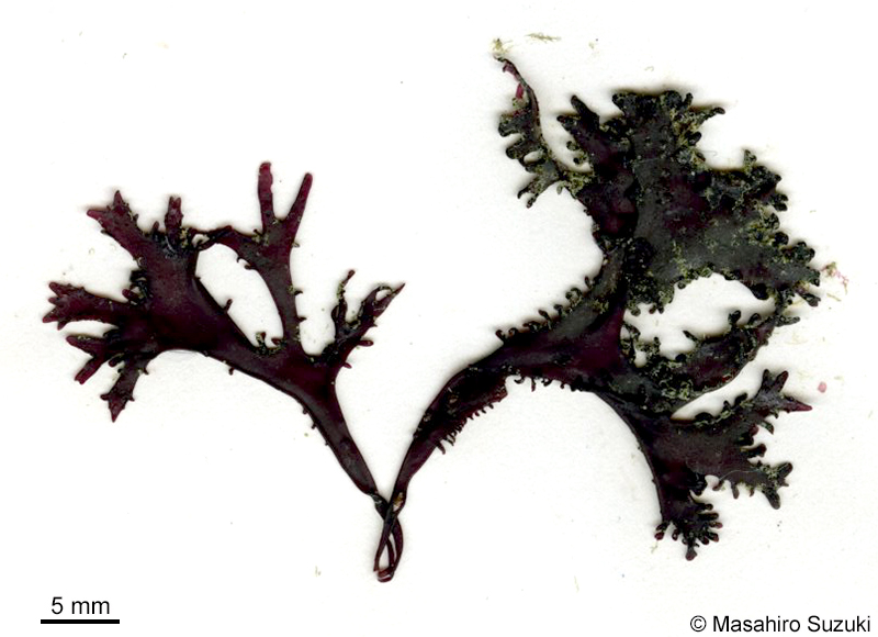 イボノリ Mastocarpus pacificus