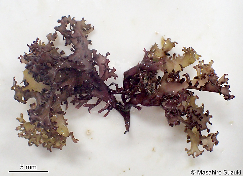 イボノリ Mastocarpus pacificus