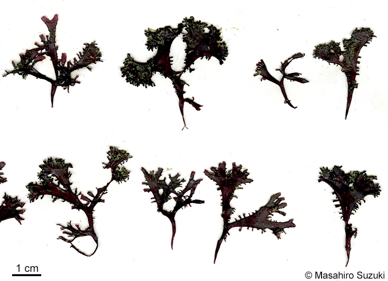 イボノリ Mastocarpus pacificus