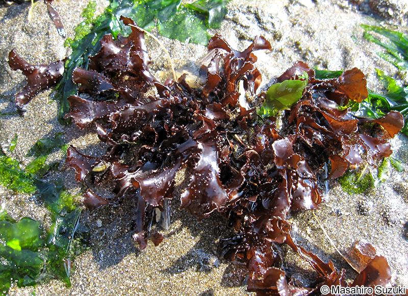 イボノリ Mastocarpus pacificus