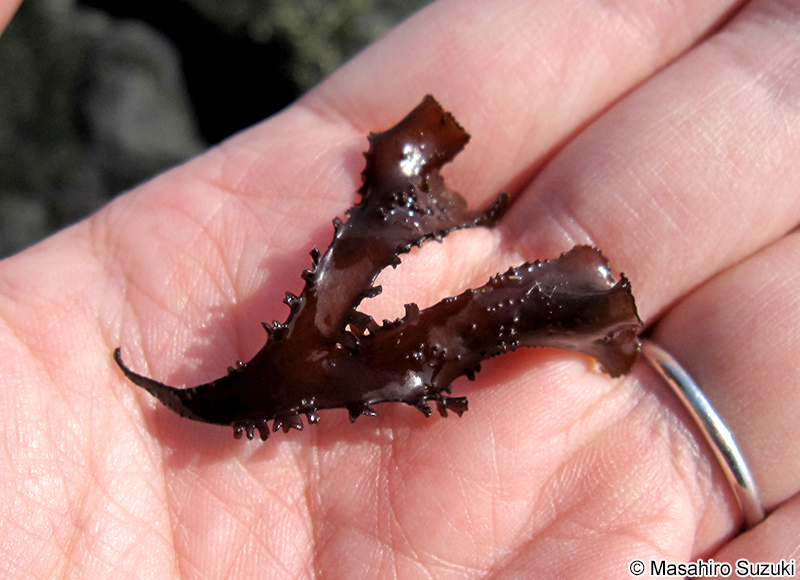 イボノリ Mastocarpus pacificus