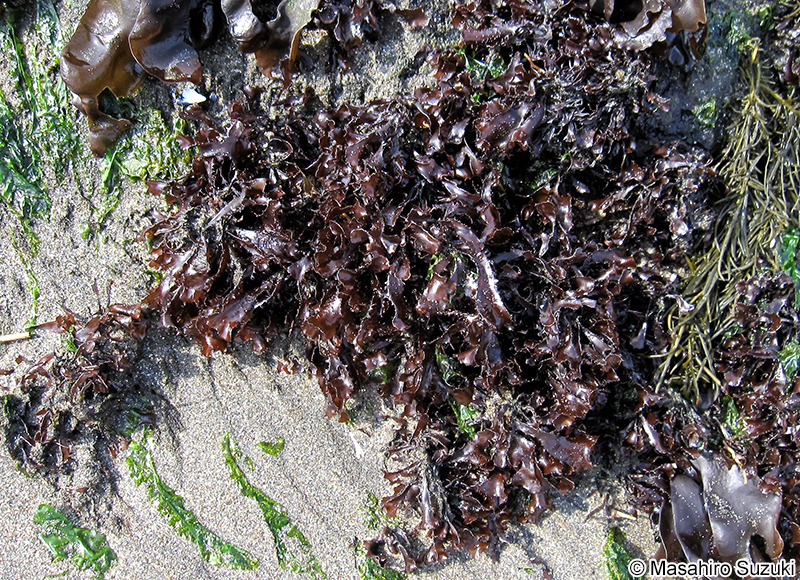 イボノリ Mastocarpus pacificus