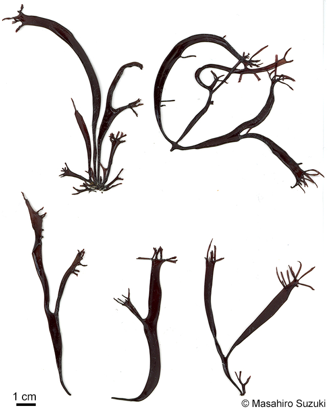 イカノアシ Mastocarpus yendoi