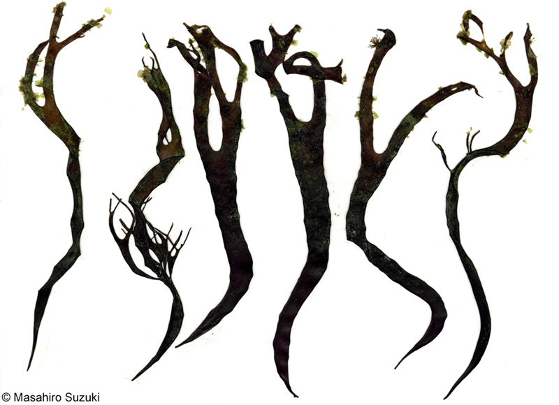 イカノアシ Mastocarpus yendoi