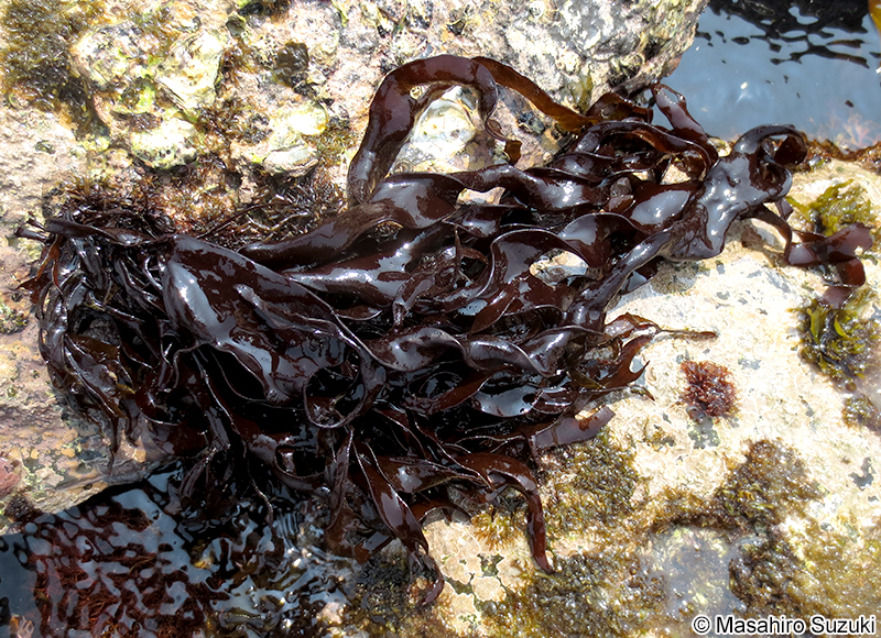 イカノアシ Mastocarpus yendoi