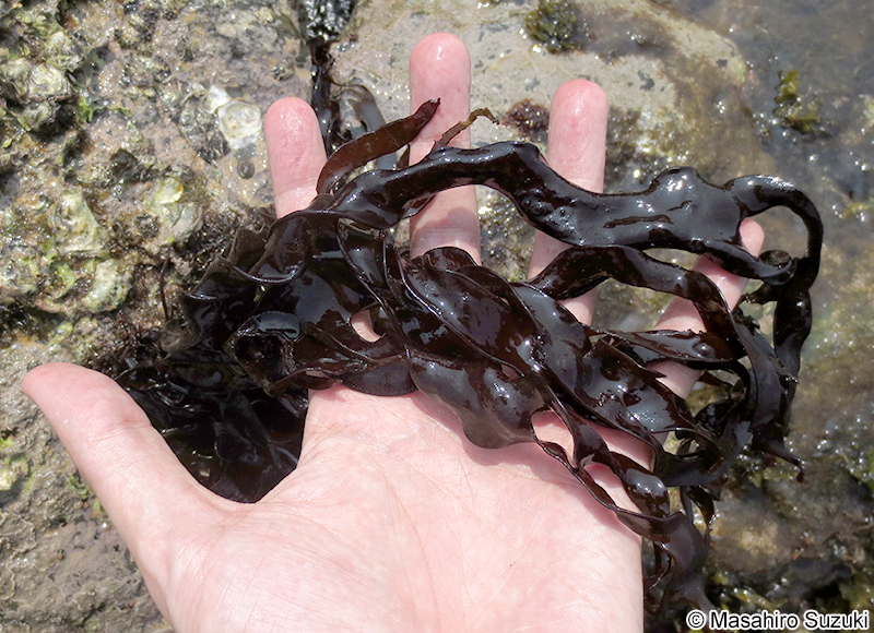 イカノアシ Mastocarpus yendoi