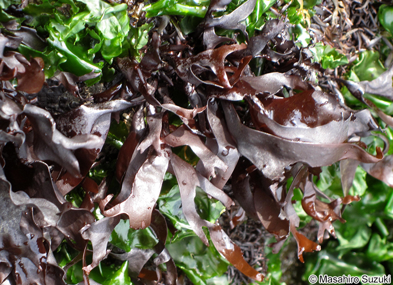 イカノアシ Mastocarpus yendoi