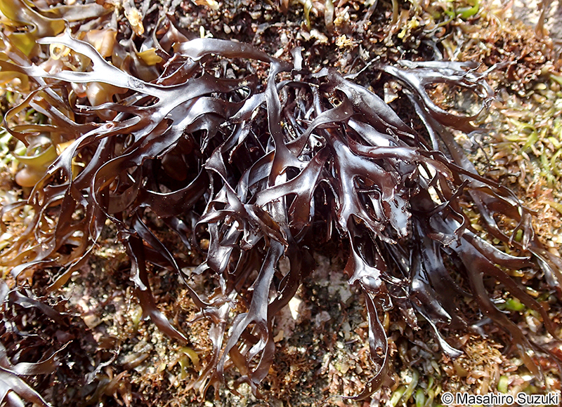 イカノアシ Mastocarpus yendoi