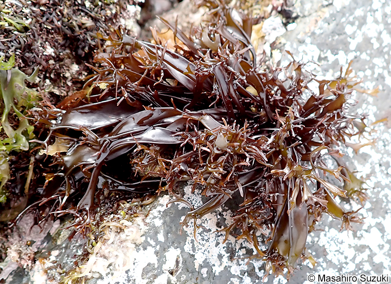 イカノアシ Mastocarpus yendoi