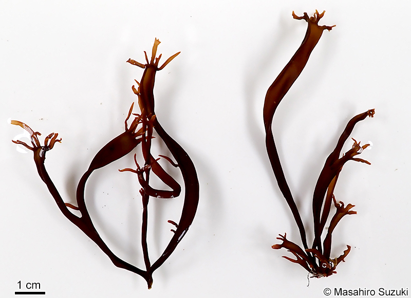 イカノアシ Mastocarpus yendoi