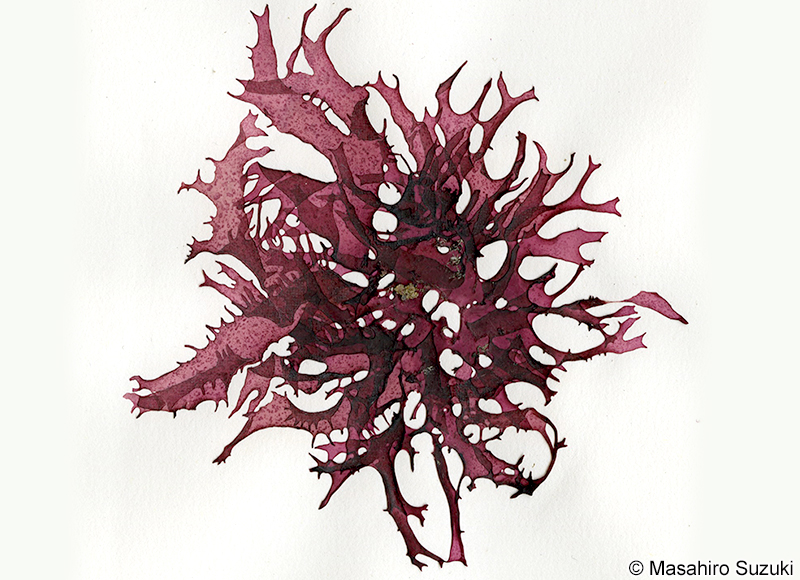 カサナリトサカ Meristotheca imbricata