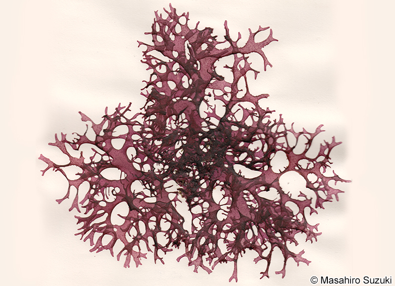 カサナリトサカ Meristotheca imbricata