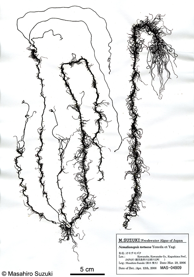 オキチモズク Nemalionopsis shawii