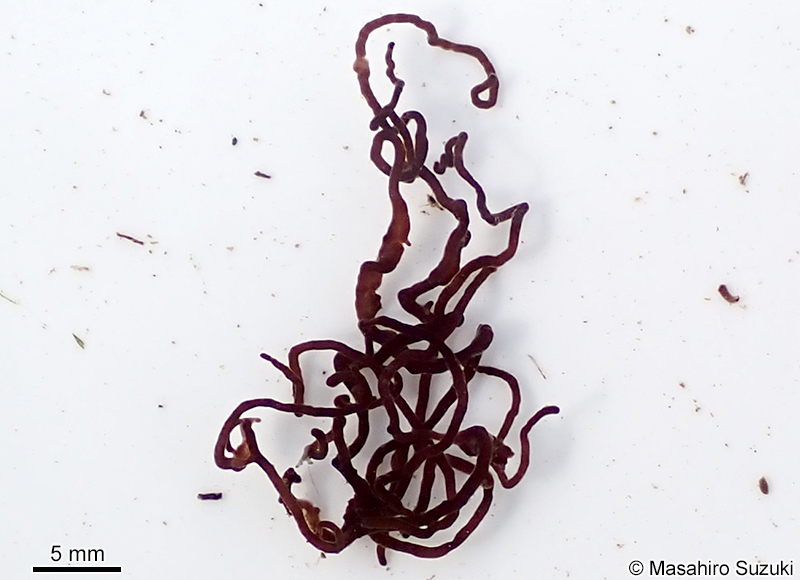 オキチモズク Nemalionopsis shawii