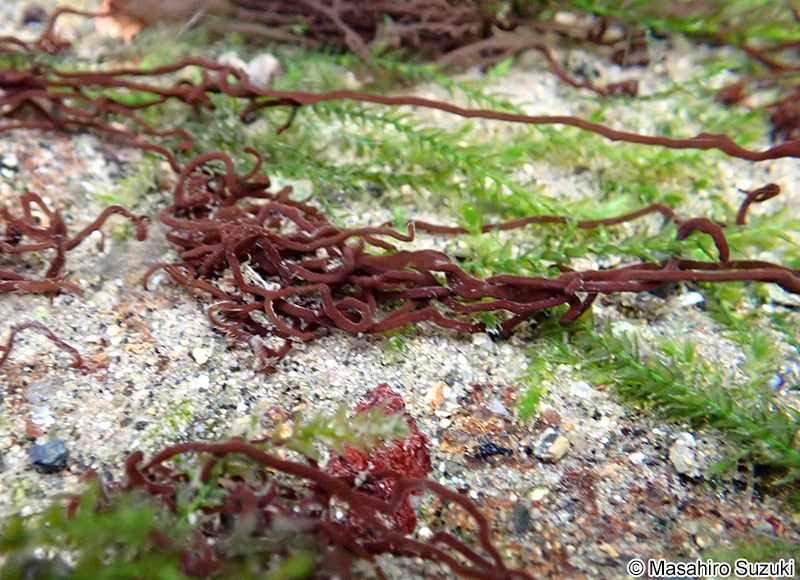 オキチモズク Nemalionopsis shawii