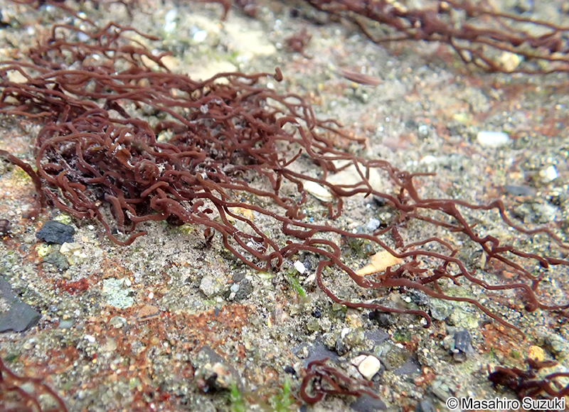 オキチモズク Nemalionopsis shawii