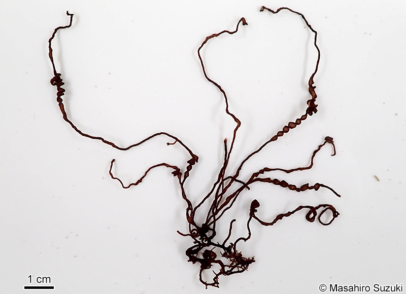 オキチモズク Nemalionopsis shawii