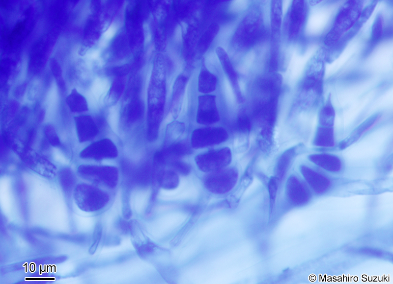 ヨゴレコナハダ Otohimella japonica