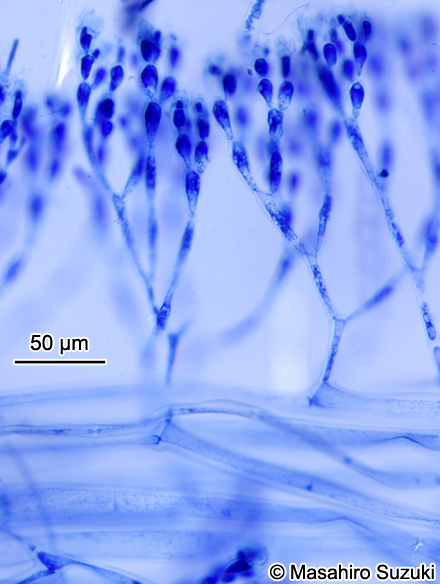 ヨゴレコナハダ Otohimella japonica