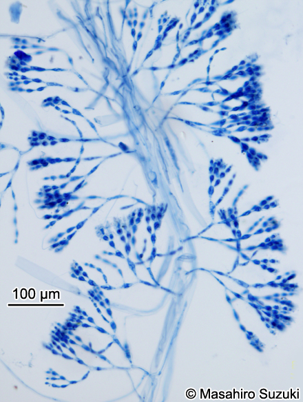 ヨゴレコナハダ Otohimella japonica