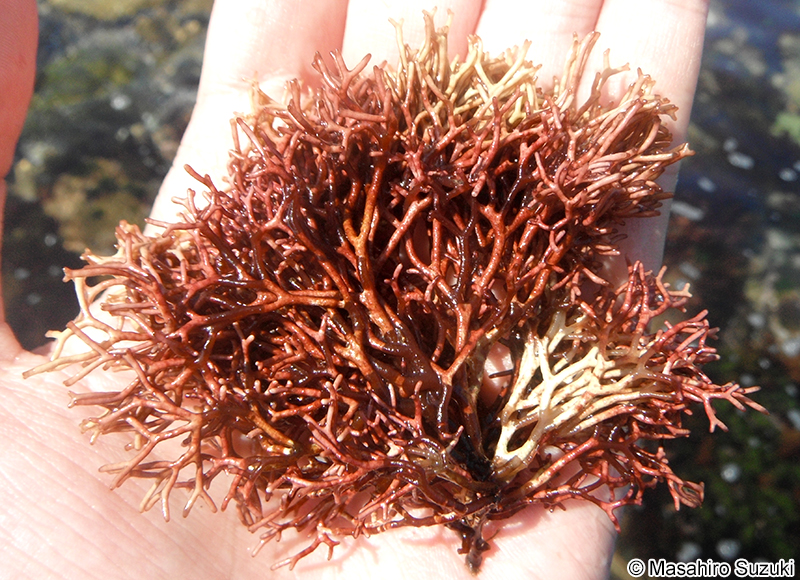 ヨゴレコナハダ Otohimella japonica