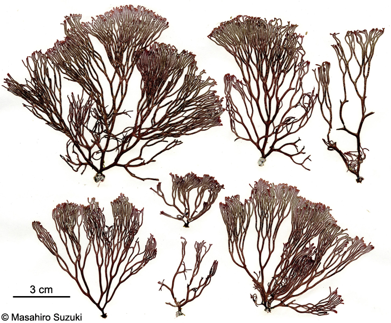 ヨゴレコナハダ Otohimella japonica