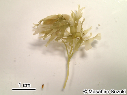 Phyllophora pseudoceranoides