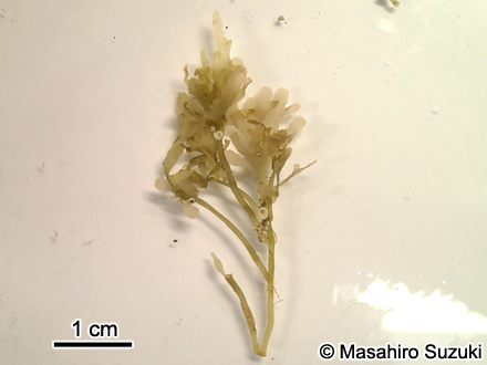 Phyllophora pseudoceranoides