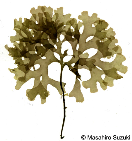 Phyllophora pseudoceranoides