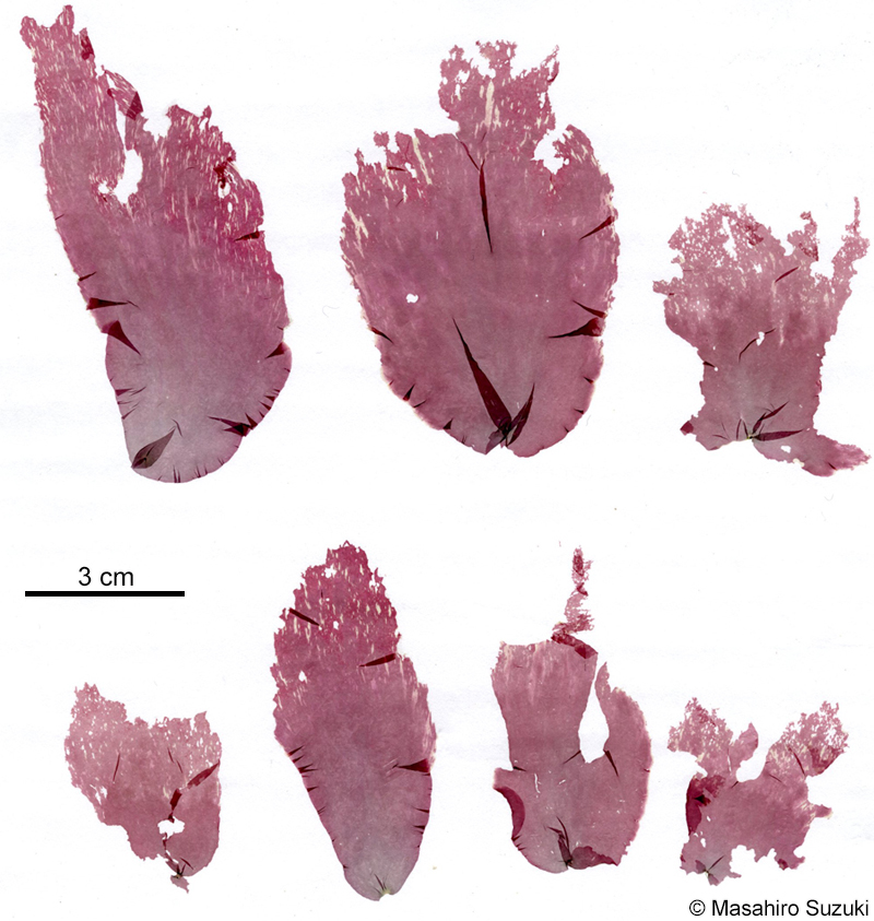 ヤブレアマノリ Pyropia lacerata