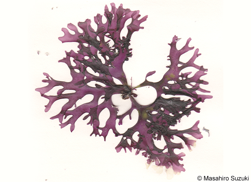 Prionitis foliosissima