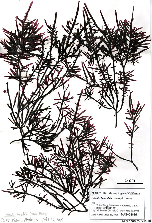 Prionitis lanceolata