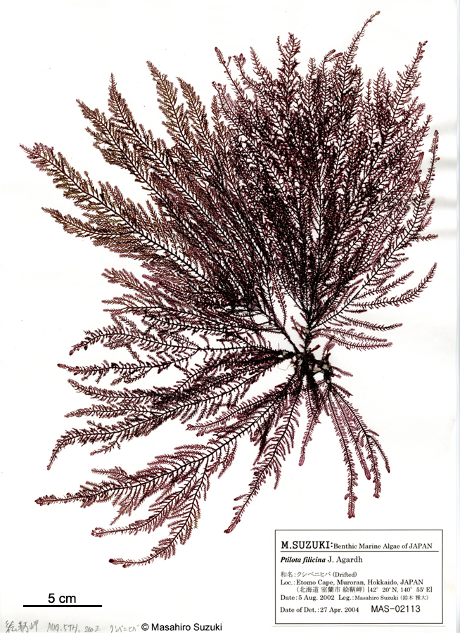 クシベニヒバ Ptilota filicina