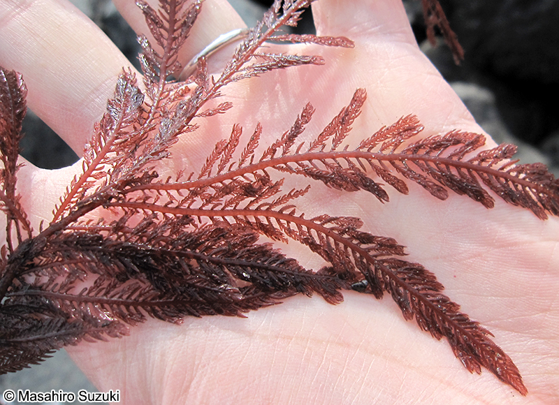 クシベニヒバ Ptilota filicina