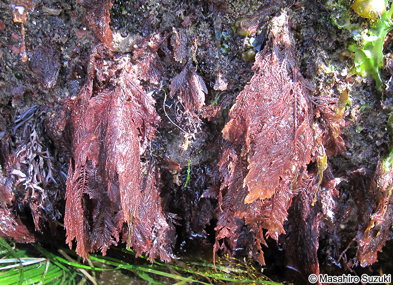 クシベニヒバ Ptilota filicina