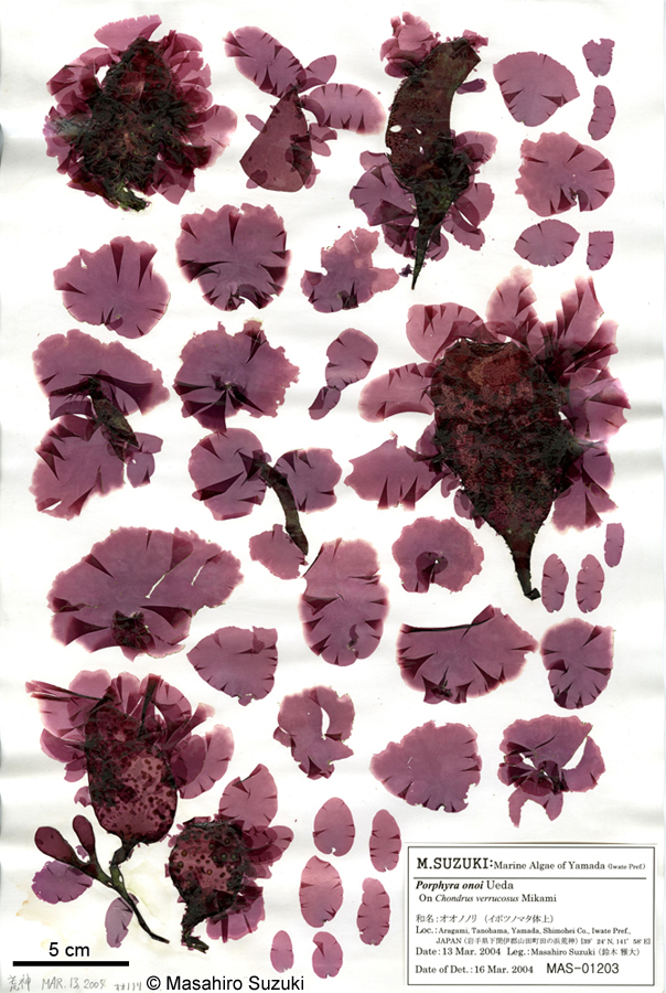 オオノノリ Pyropia onoi