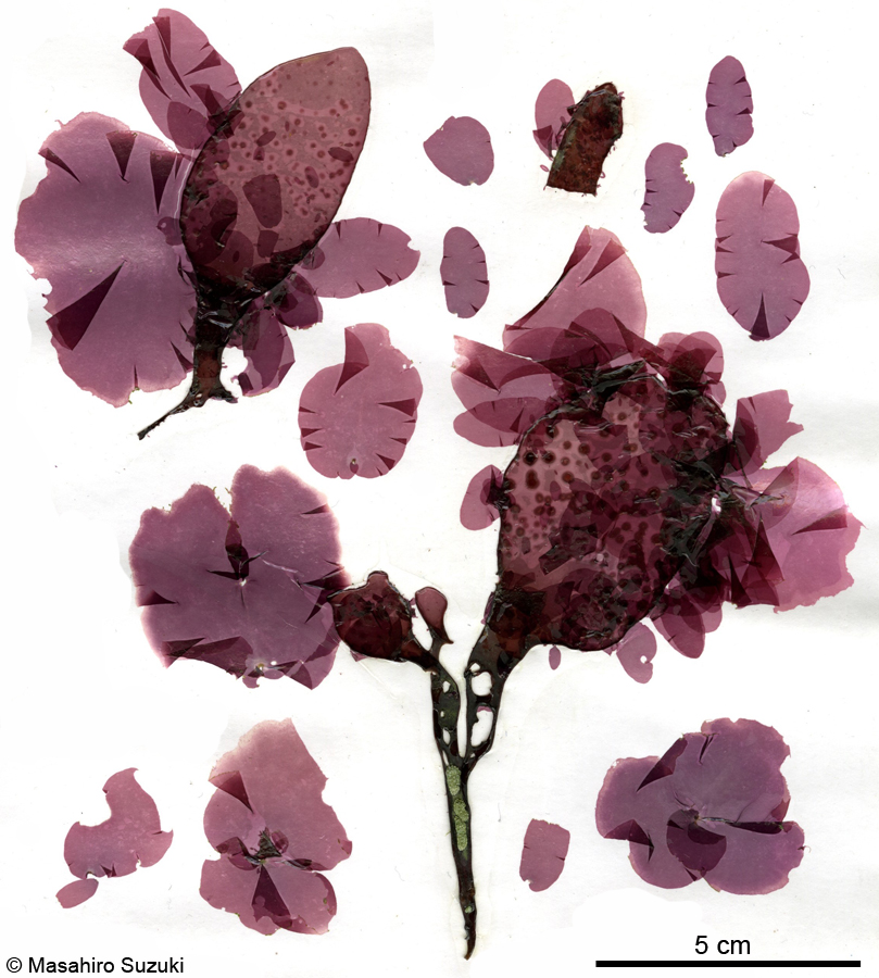 オオノノリ Pyropia onoi