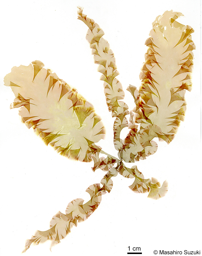 アサクサノリ Pyropia tenera