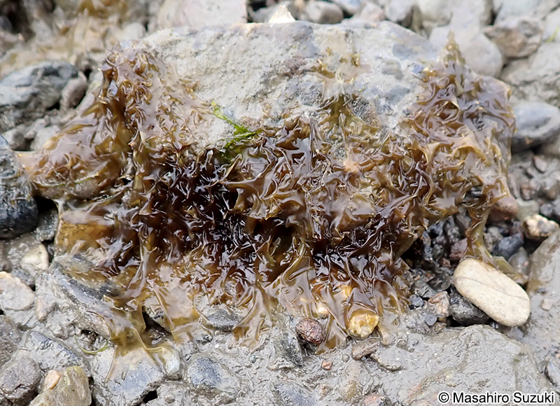 アサクサノリ Pyropia tenera