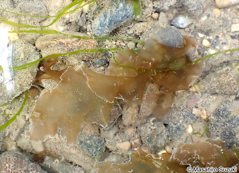 アサクサノリ Pyropia tenera