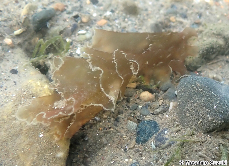 アサクサノリ Pyropia tenera