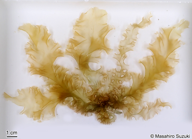 アサクサノリ Pyropia tenera