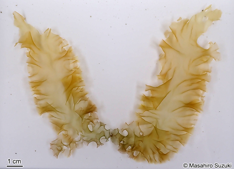 アサクサノリ Pyropia tenera