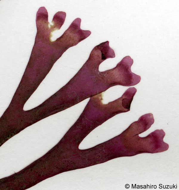 Rhodymenia flabellifolia